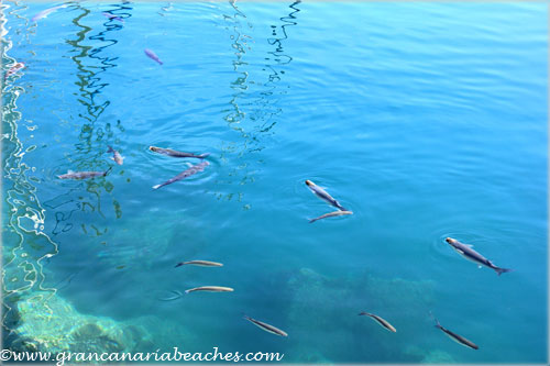 Fish swimming in the Mogan harbour, Gran Canaria